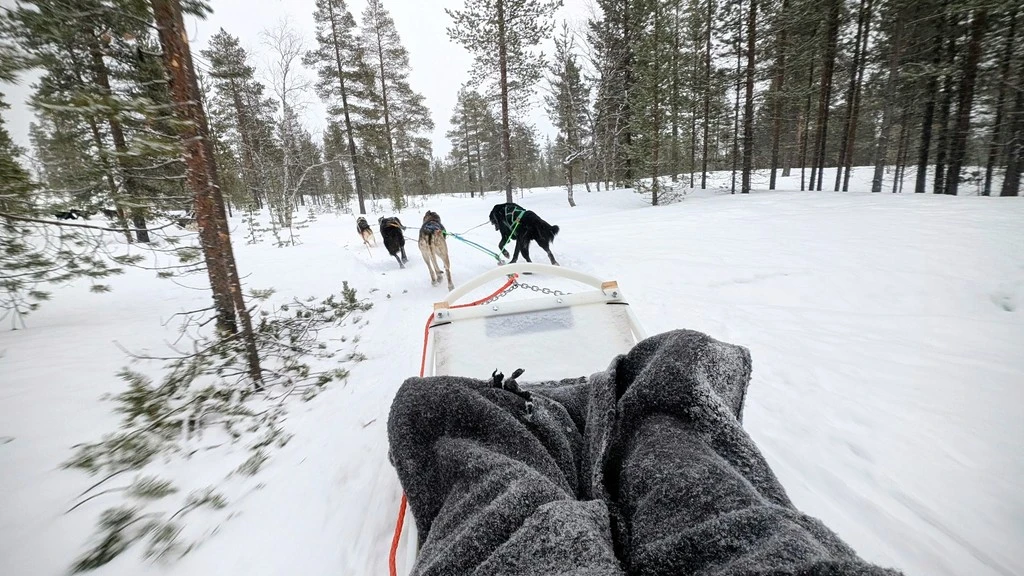 A husky sled team running through a snowy pine forest